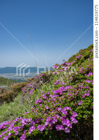 美山霧島在晴朗的天氣在阿蘇仙水峽綻放 114619775