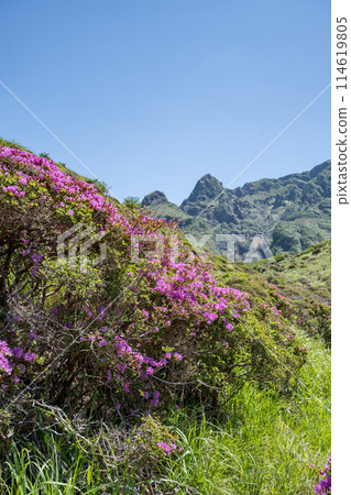 美山霧島在晴朗的天氣在阿蘇仙水峽綻放 114619805