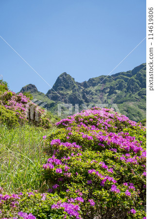 美山霧島在晴朗的天氣在阿蘇仙水峽綻放 114619806