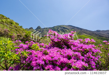 美山霧島在晴朗的天氣在阿蘇仙水峽綻放 114619837