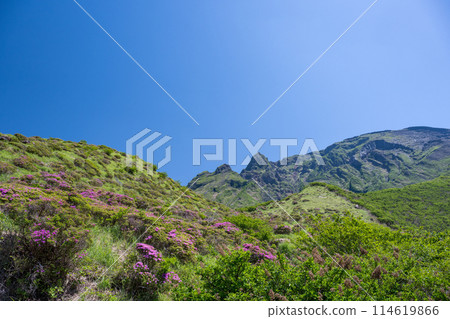 Miyama Kirishima blooming in Aso Sensuikyo in fine weather Miyama Kirishima blooming in Aso Sensuikyo in fine weather 114619866