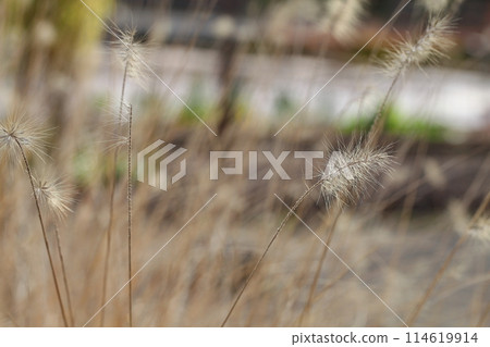 狼尾草圓錐花序 114619914