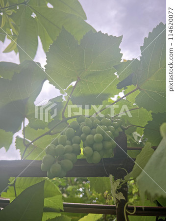 Photographed neighbor’s grapes growing green fruits Photographed neighbor’s grapes growing green fruits 114620077