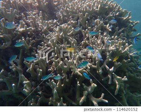 A school of spotted coral and damselfish A school of spotted coral and damselfish 114620152