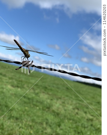 A red dragonfly resting on the prairie 114620203