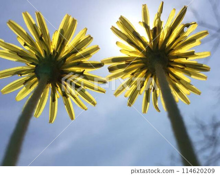蒲公英向著天空綻放 蒲公英向著天空綻放 114620209