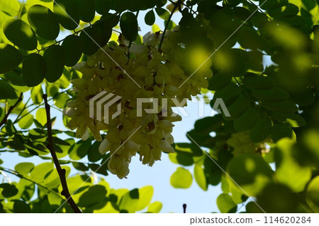 白刺槐金合歡 (harienge) 花 白刺槐金合歡 (harienge) 花 114620284