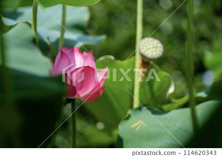 蓮花花蕾和花蕾 114620343