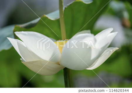 白蓮花 114620344