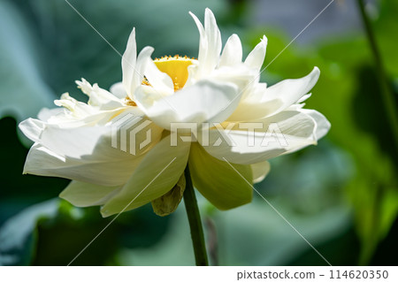 白蓮花 114620350