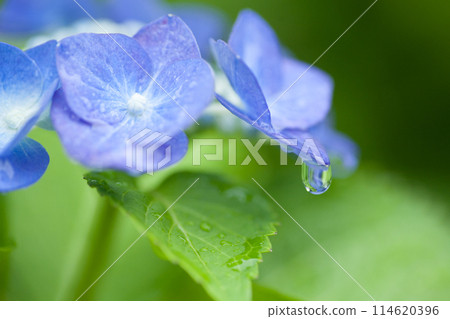 藍色繡球花與雨滴 114620396