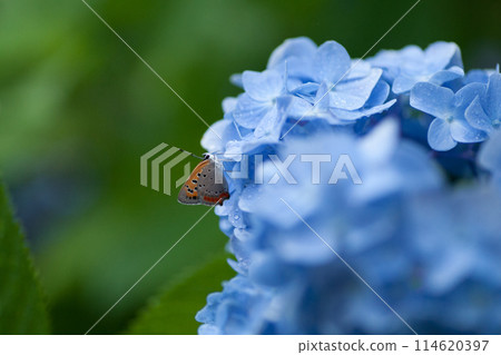 雨季的藍色繡球花和蝴蝶 114620397