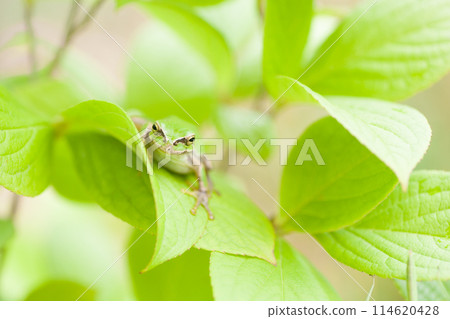 Tree frog resting on a leaf Tree frog resting on a leaf 114620428