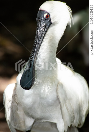 Royal Spoonbill 114620435