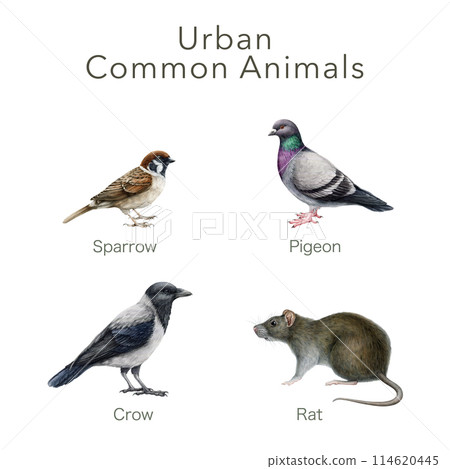 Urban street birds and animals set. Watercolor illustration. Hand painted rat, crow, pigeon, sparrow invasive city species. Garbage dump dweller animals collection. White background 114620445