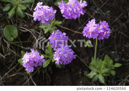 Rebun Island Alpine Plant Rebunkozakura Rebun Island Alpine Plant Rebunkozakura 114620568