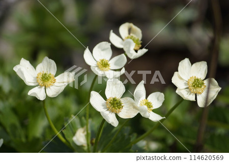禮文島高山植物蝦夷白山一毛 禮文島高山植物蝦夷白山一毛 114620569
