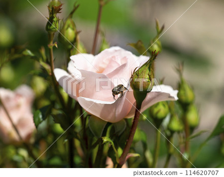 蜜蜂甲蟲潛入玫瑰花 蜜蜂甲蟲潛入玫瑰花 114620707
