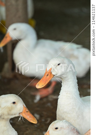 Flock of ducks on the rural farm. Poultry and subsistence farming concept. Flock of ducks on the rural farm. Poultry and subsistence farming concept. 114621137