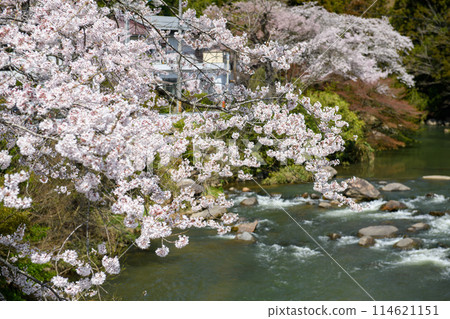 三春町櫻花和大瀧川/齋藤之湯元湯下之湯地區（福島縣） 114621151