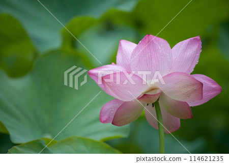 神秘的粉紅色蓮花 114621235