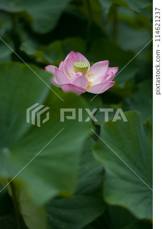 Mysterious pink lotus flower 114621237