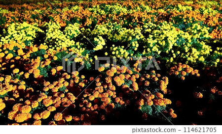 Marigold fields at night in Tokyo German Village, Chiba Prefecture 114621705