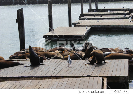 Sea seals lie on Pier 39 in San Francisco in sunny weather, USA Sea seals lie on Pier 39 in San Francisco in sunny weather, USA 114621783