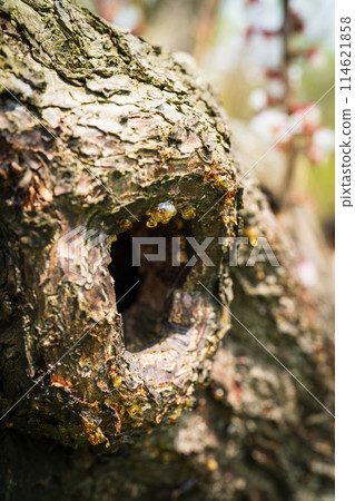 Big hole in the tree and nectar Big hole in the tree and nectar 114621858