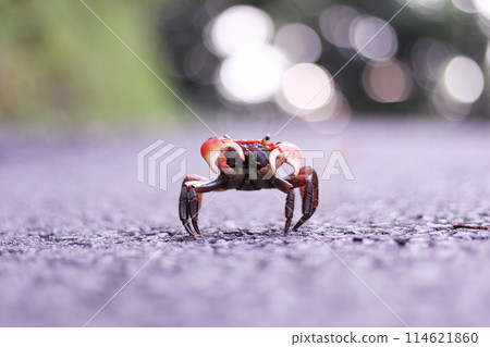 Red colored crayfish Red colored crayfish 114621860