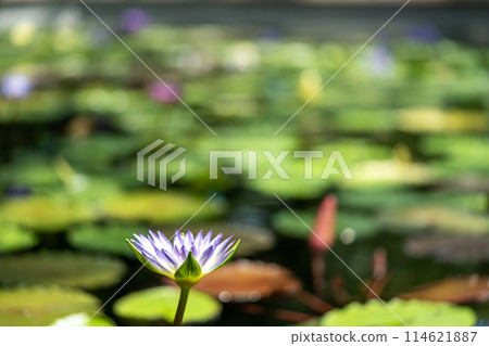 浮在水面上的睡蓮花 114621887