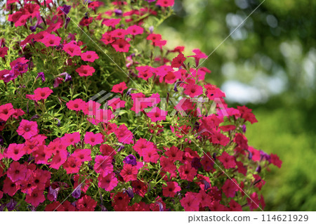 Red petunia flower 114621929