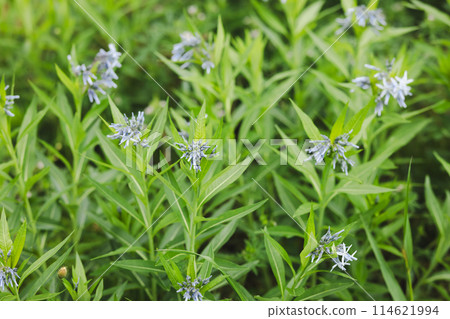 藍花 Amsonia elliptica 藍花 Amsonia elliptica 114621994