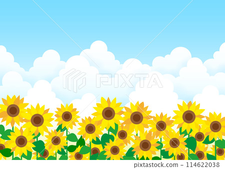 Blue sky and cumulonimbus clouds Sunflower field frame 114622038