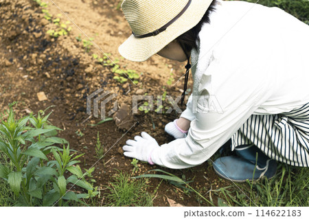 A woman checking the soil in a field A woman checking the soil in a field 114622183