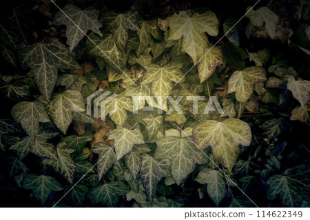 Wild green ivies Wild green ivies 114622349