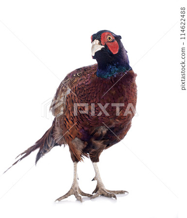 Male European Common Pheasant Male European Common Pheasant 114622488