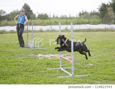 staffordshire bull terrier training staffordshire bull terrier training 114622543