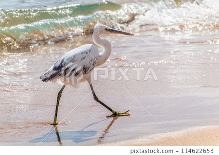White Western Reef Heron (Egretta gularis) at Sharm el-Sheikh beach, Sinai, Egypt White Western Reef Heron (Egretta gularis) at Sharm el-Sheikh beach, Sinai, Egypt 114622653