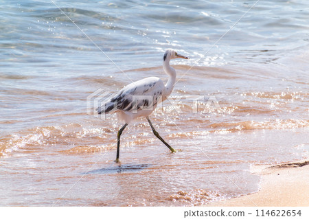 White Western Reef Heron (Egretta gularis) at Sharm el-Sheikh beach, Sinai, Egypt White Western Reef Heron (Egretta gularis) at Sharm el-Sheikh beach, Sinai, Egypt 114622654