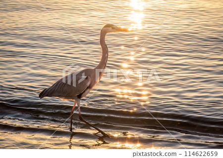 A heron hunting in the sea. Grey heron on the hunt 114622659