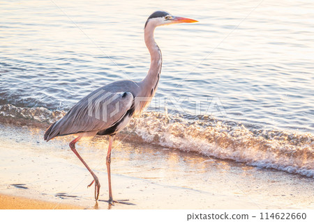 A heron hunting in the sea. Grey heron on the hunt 114622660