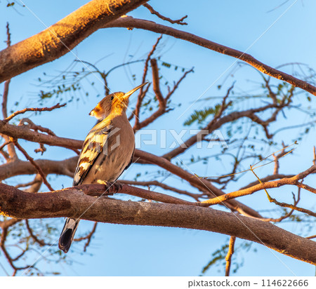 Eurasian Hoopoe, Upupa epops, on a dry tree branch. Eurasian Hoopoe, Upupa epops, on a dry tree branch. 114622666
