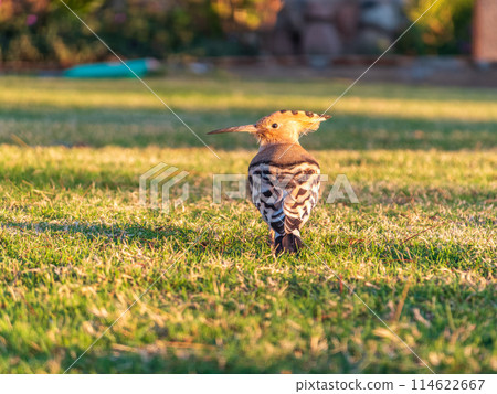 Eurasian hoopoe or Common hoopoe (Upupa epops) bird close-up on natural green grass background Eurasian hoopoe or Common hoopoe (Upupa epops) bird close-up on natural green grass background 114622667