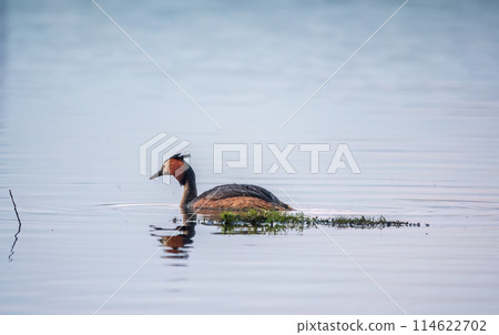 The waterfowl bird Great Crested Grebe swimming in the calm lake The waterfowl bird Great Crested Grebe swimming in the calm lake 114622702
