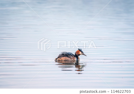 The waterfowl bird Great Crested Grebe swimming in the calm lake The waterfowl bird Great Crested Grebe swimming in the calm lake 114622703