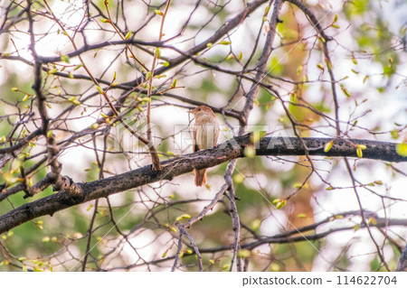 Thrush Nightingale, Luscinia luscinia. A bird sits on a tree branch and sings Thrush Nightingale, Luscinia luscinia. A bird sits on a tree branch and sings 114622704