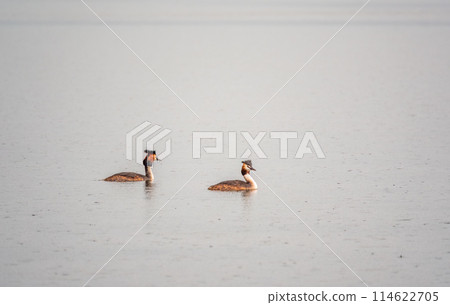 Two Great Crested Grebes swim in the lake 114622705