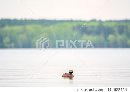 Horned grebe swimming in the lake Horned grebe swimming in the lake 114622714