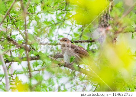 Thrush Nightingale, Luscinia luscinia. A bird sits on a tree branch and sings Thrush Nightingale, Luscinia luscinia. A bird sits on a tree branch and sings 114622733